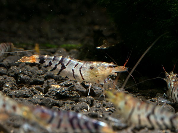 Super Tigergarnele, Caridina mariae - Tigergarnele
