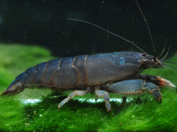 Blaue Monsterfächergarnele XL, Gabun-Riesenfächergarnele XL, Atya gabonensis