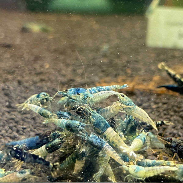 Crazy Blue Caridina Garnele - 10er Gruppe