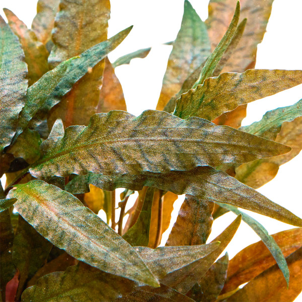 Cryptocoryne wendtii 'Tropica' | Tropica Wasserkelch gewachsen im Detail