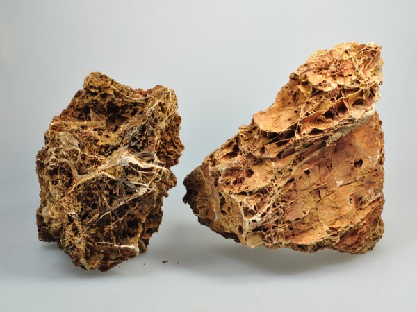 Versteinertes Laub | Fossilized Leaves