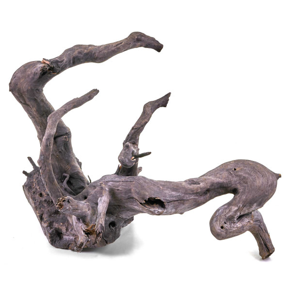 Schwarze Moorwurzel Fingerwurzel | Set L