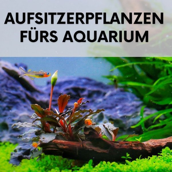 Aufsitzerpflanzen-Aquarium-Blogartikel