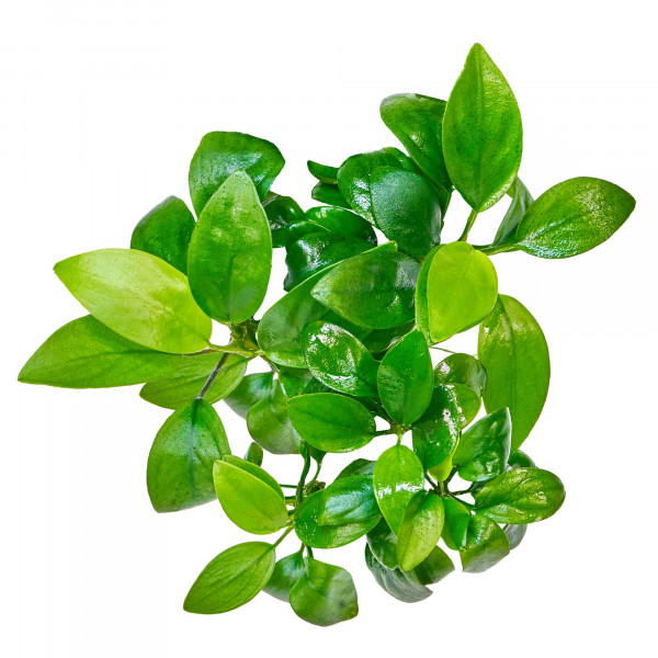 anubias nana pflanze für diskus