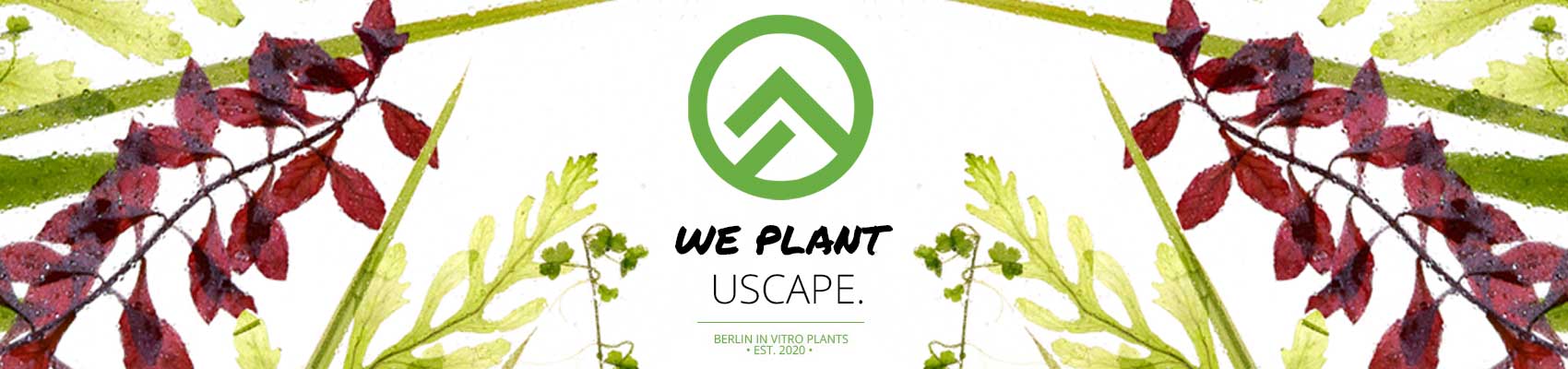 USCAPE InVitro Pflanzen Wasserpflanzen