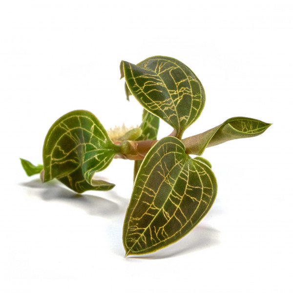 Macodes petola Juwelorchidee