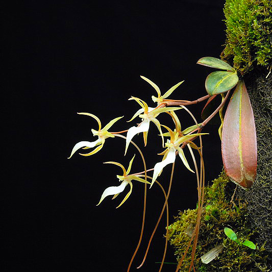 Terrarium & Wabi-Kusa Pad | Epiweb Pad für Moose und Aufsitzer 25x12x2cm