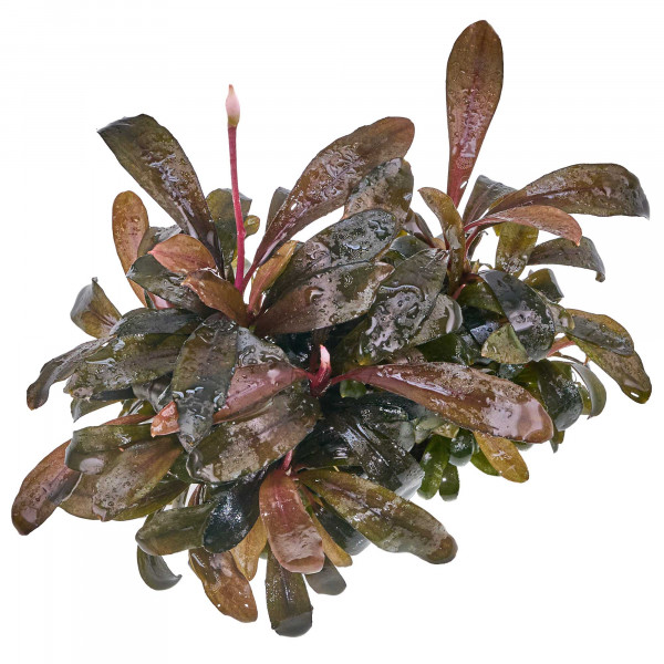 Bucephalandra sp. "Serimbu Brown" - Baby Plant Mini-Ableger