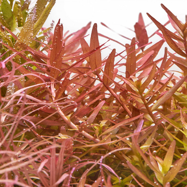 Rotala rotundifolia "Orange Juice" im Aquarium