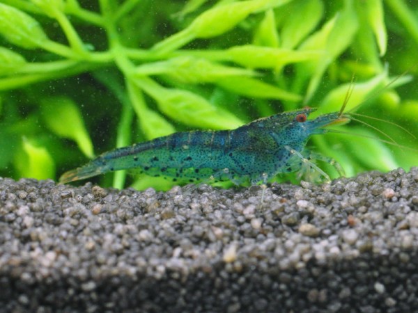 Aura Blue-Garnele, Caridina serrata