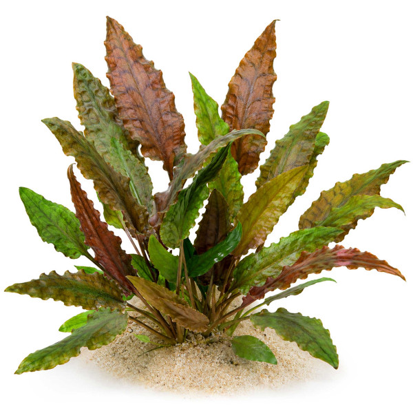 Cryptocoryne wendtii 'Mi Oya' - Mi Oya-Wasserkelch gewachsen