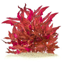 Alternanthera reineckii Rosanervig Alternanthera reineckii Rosanervig