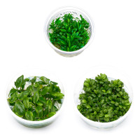 : Aufsitzerpflanzen ohne : Aufsitzerpflanzen ohne CO2 im Set | Anspruchslose Aufsitzer - In Vitro Set