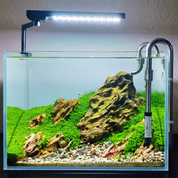 ada mini M iwagumi aquarium mit hemianthus cuba