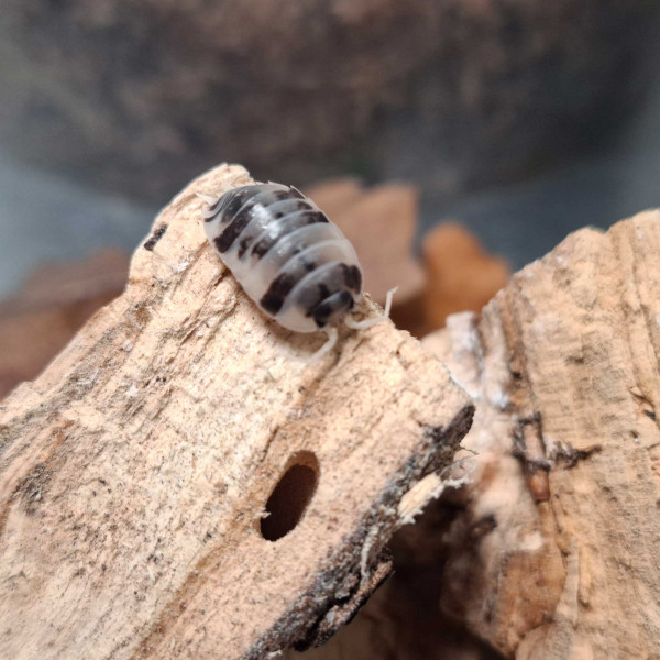 Porcellio laevis “Panda” - DNZ