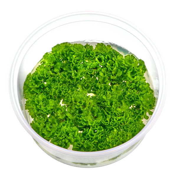 Ricciocarpos natans | Schwimmlebermoos in vitro 8,5cm