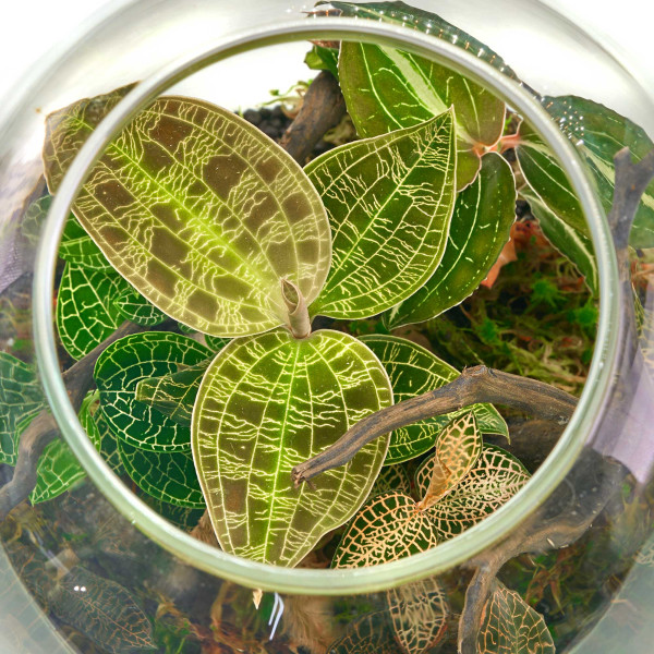 Juwelorchideen Flaschengarten Set im Detail