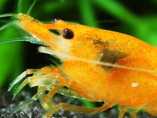 Anfänger Garnelen Set | Neocaridina Mix für Einsteiger