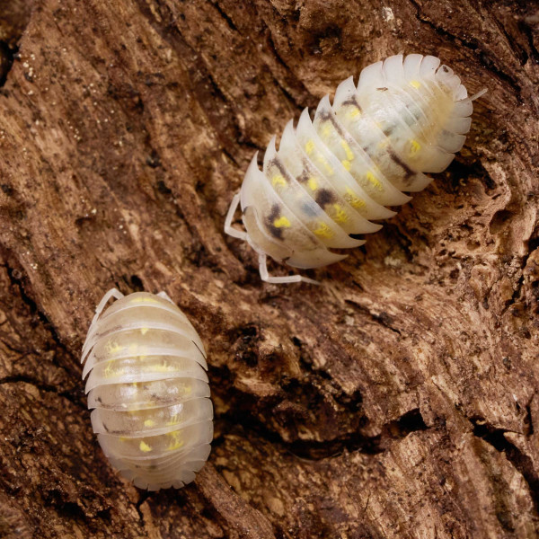 Armadillidium depressum "Magic Potion" | DNZ