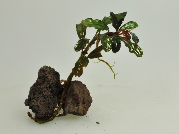 Bucephalandra motleyana sp. Melody Blue