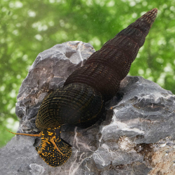 Goldpunkt-Towutischnecke | Tylomelania towutensis