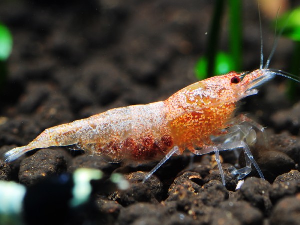 Taiwan Bee Red Bolt-Garnele