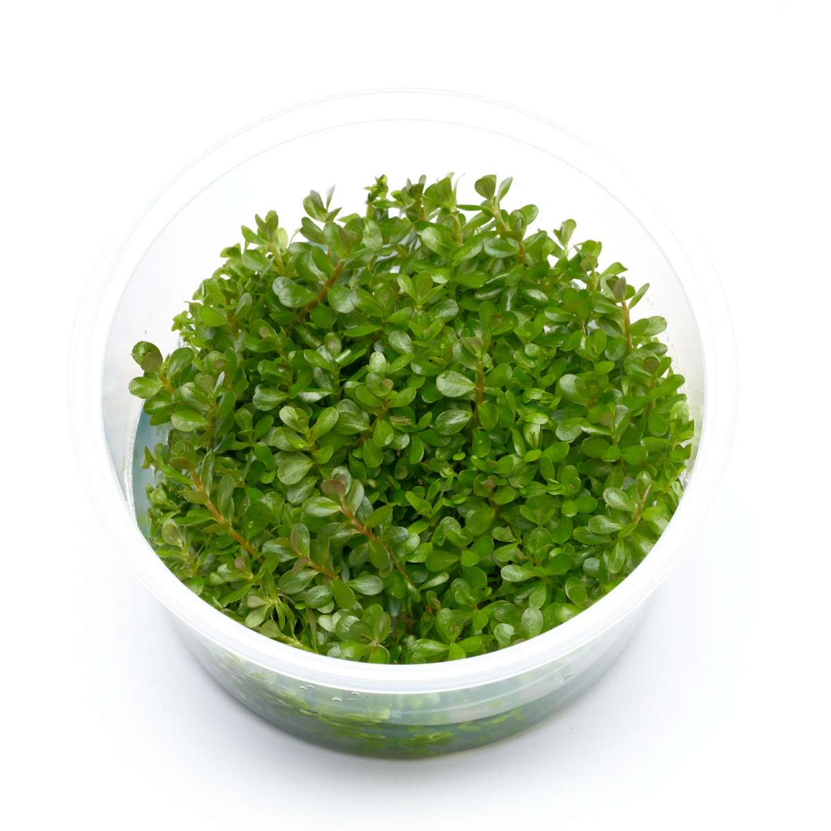 Rotala rotundifolia rundblättrige Rotala in vitro 8 5 cm günstig kaufen