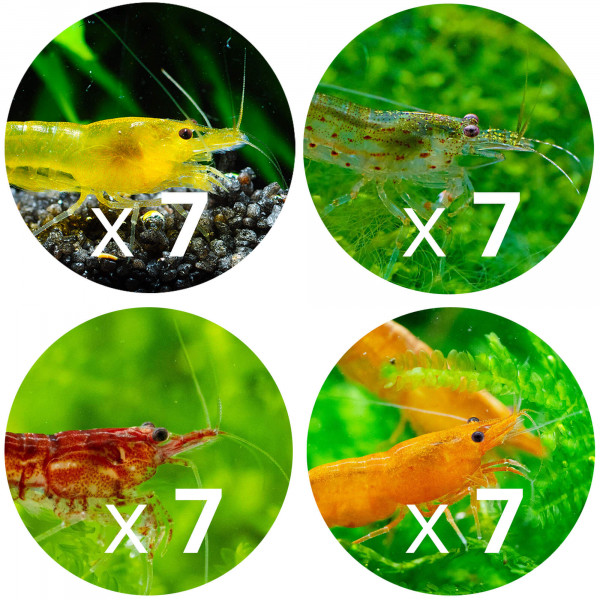 Garnelen für hartes Wasser im Set