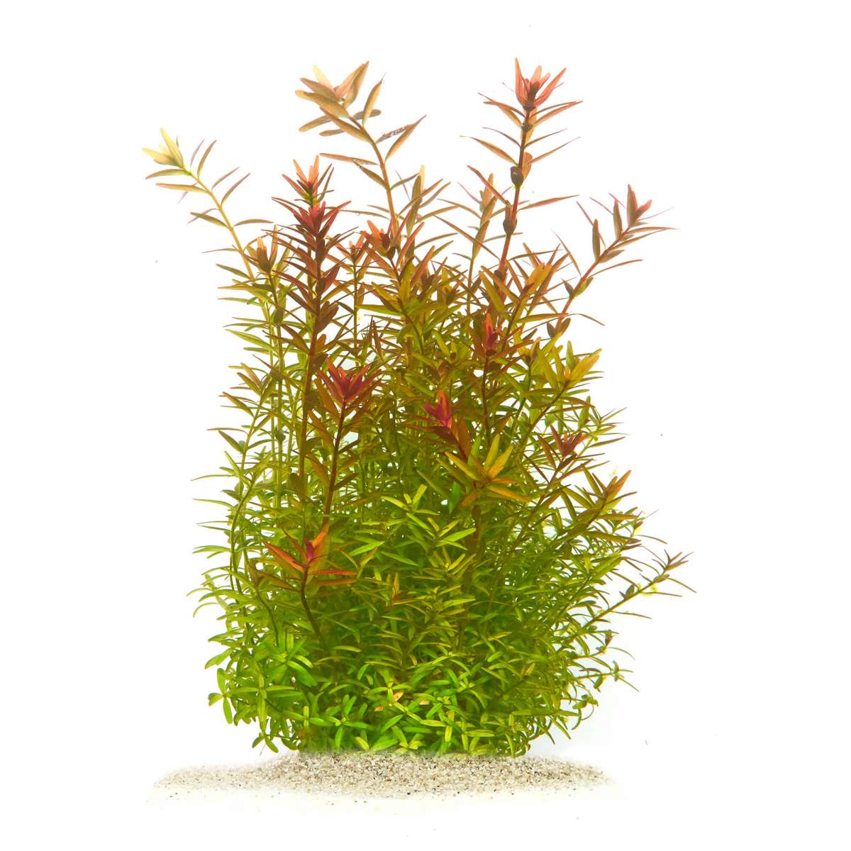 Rotala rotundifolia ausgewachsen