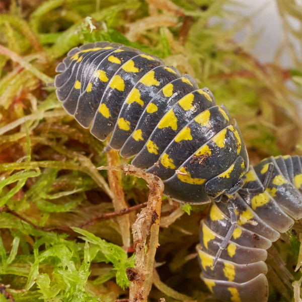 Armadillidium gestroi Assel | DNZ