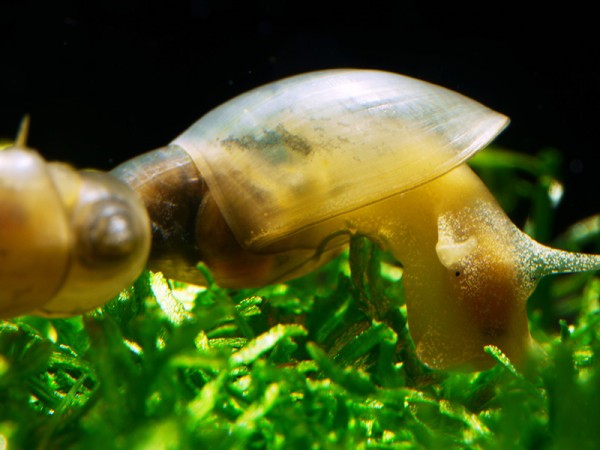 Spitzschlammschnecke | Lymnaea stagnalis