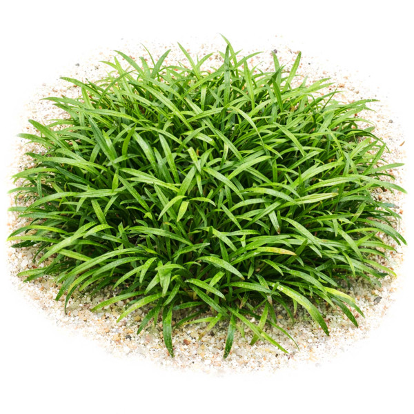 3x Cryptocoryne parva - Kleiner Wasserkelch - in vitro