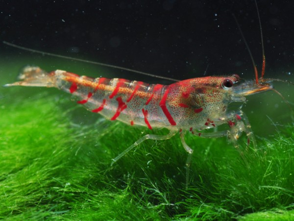 Rote Tigergarnele | Red Tiger - Tigergarnele