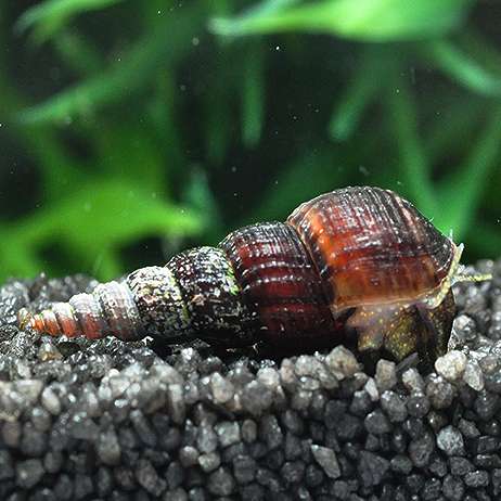 Futterschnecken – Getrocknete Sea Snails Für Kug Produktbild-Vorschau 6