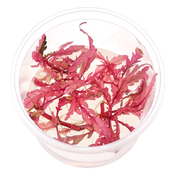 Hygrophila pinnatifida 'Roseus'