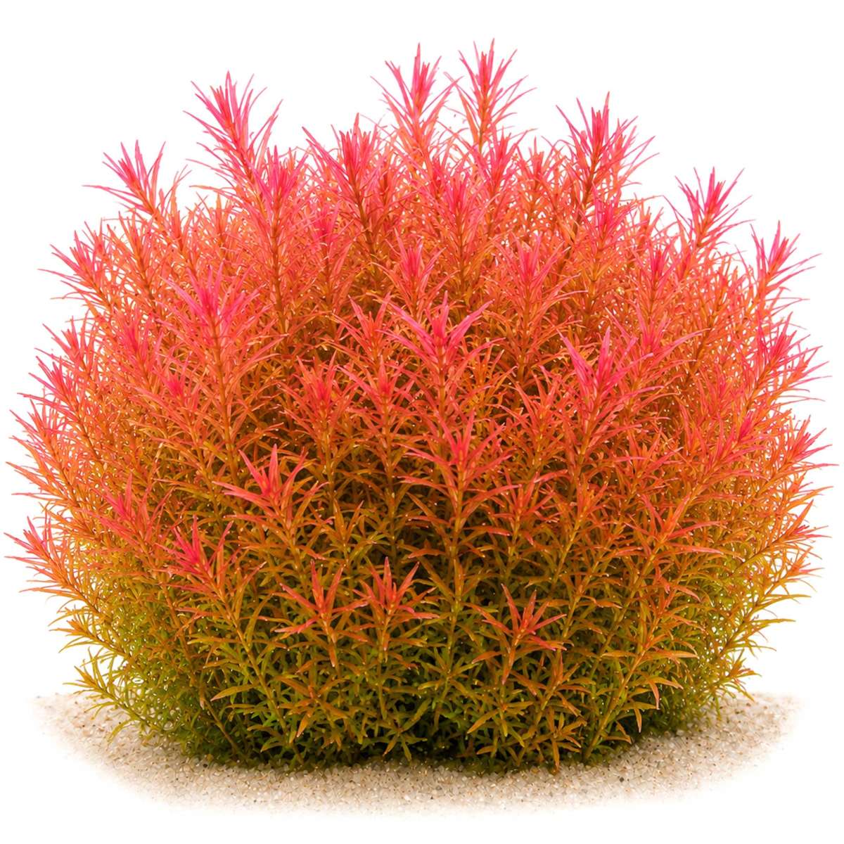 Rotala rotundifolia H'Ra ausgewachsen