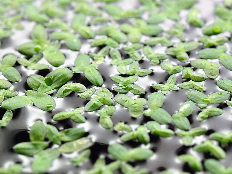 Haus&Garten Wasserlinsen - Große Portion 30x30cm Entengrütze