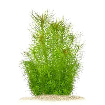 Juncus repens Kriechende Binse in vitro gnstig kaufen | Garnelen-Guemmer