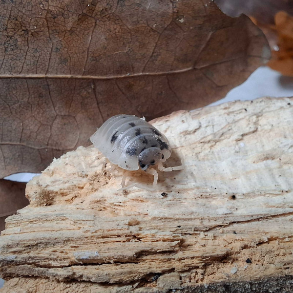 Porcellio laevis “Panda” - DNZ