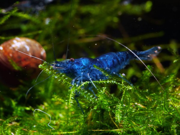 Neocaridina Premium Paket | 24 farbenfrohe Garnelen