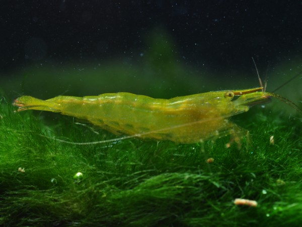Grüne Zwerggarnele | Caridina cf. babaulti - Caridina