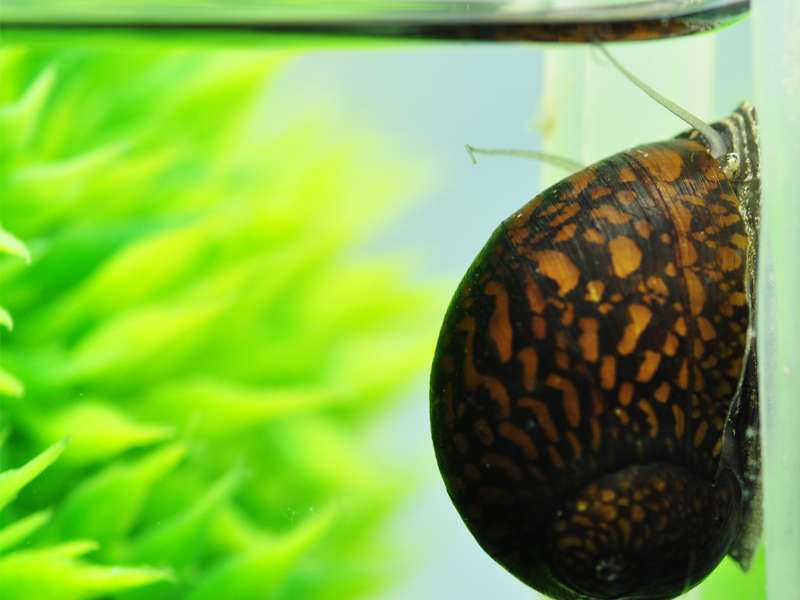 Batik-Rennschnecke Neritina variegata gnstig kaufen | Garnelen-Guemmer