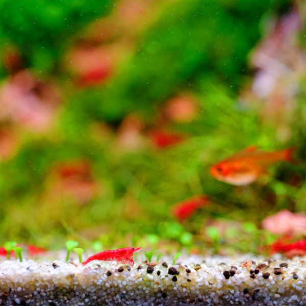 Twinstar S-Line IV farbe tiere