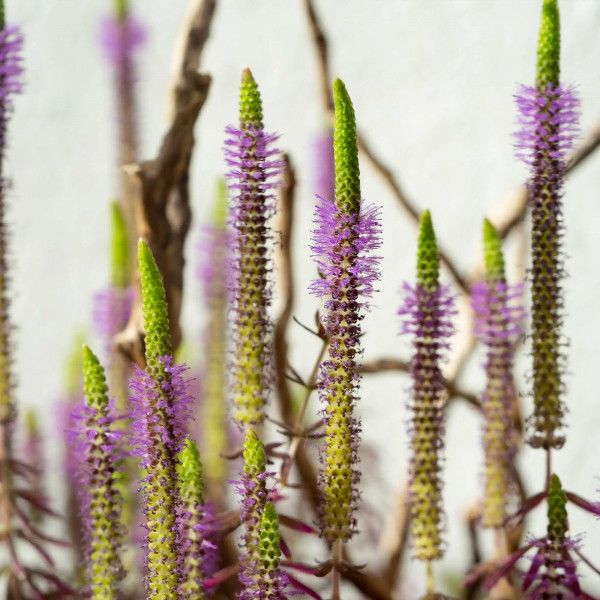 blühende Terrarium pflanze Pogostemon erectus