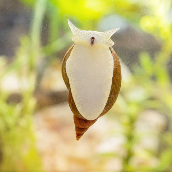 Yoda Schnecke (Eiförmige Schlammschnecke) | Radix balthica
