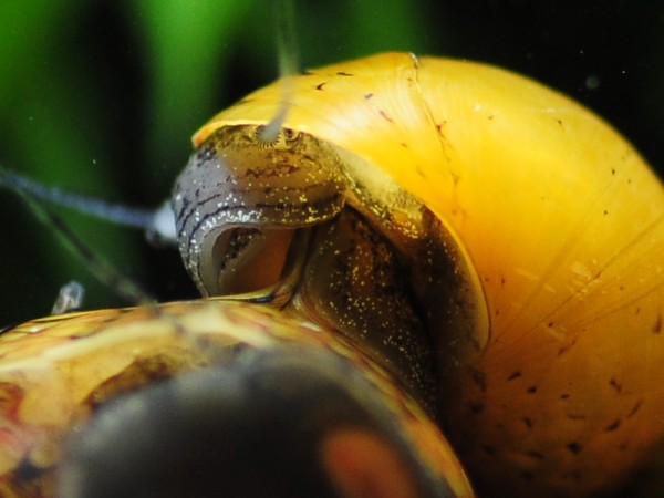 Geweihschnecke Tricolor | Clithon sowerbyana