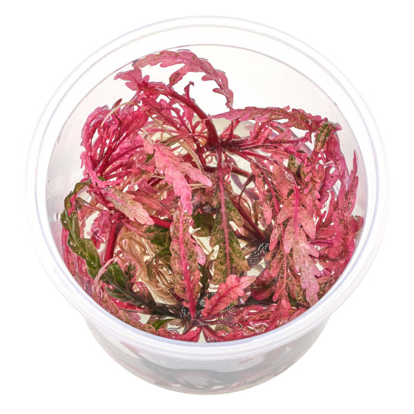 Hygrophila pinnatifida 'Roseus' in vitro