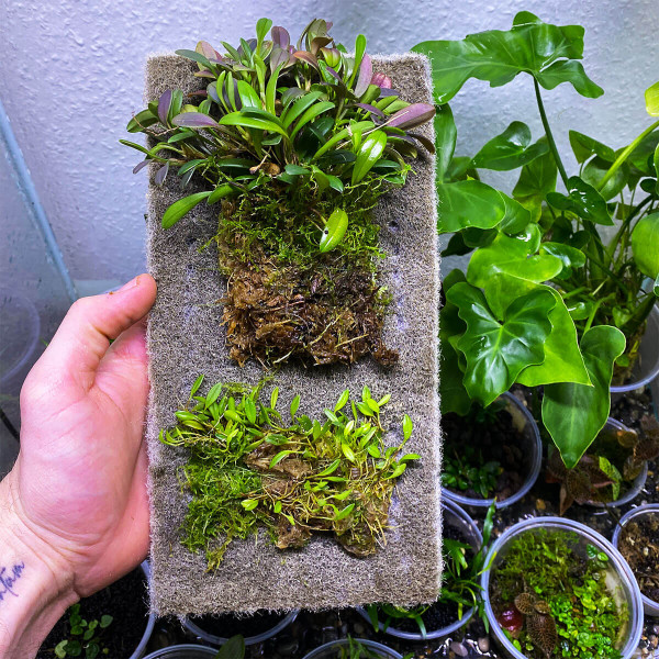 Orchideen auf Epiweb WabiKusa Pad