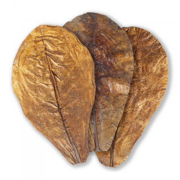 ARKA mySCAPE Catappa Leaves | Seemandelbaumblätter - 10 Stk