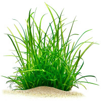 Helanthium tenellum | Grasartige Zwergschwertpflanze - in vitro XL - Ø 8,5cm gewachsen Helanthium tenellum | Grasartige Zwergschwertpflanze - in vitro XL - Ø 8,5cm gewachsen